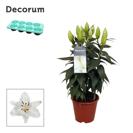 Lilium Or White 3pp (decorum)