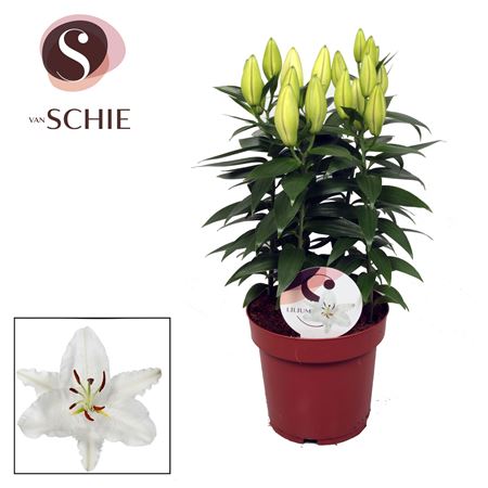 Lilium Or Oxygen 5pp