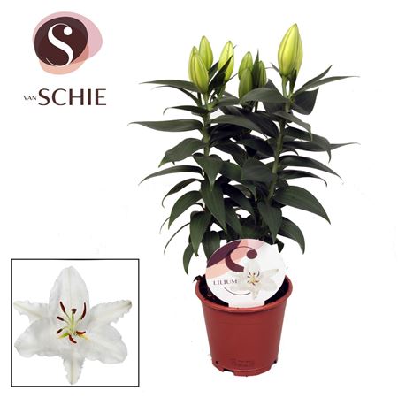 Lilium Or White 3pp