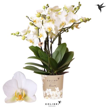 Phal 6st Blossom Lausanne 3+ ( Ok )