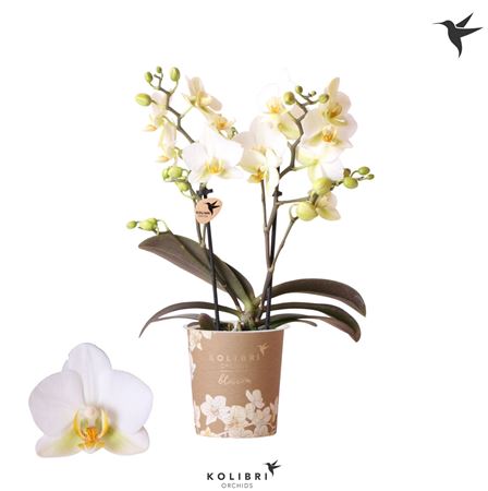 Phal 2st Blossom Lausanne 30+ (ok)