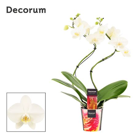 Phal Hurricane 2st Tropic Snowball 14+ (decorum)