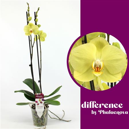 Phal 2st Yara 14+ (phalaenova)