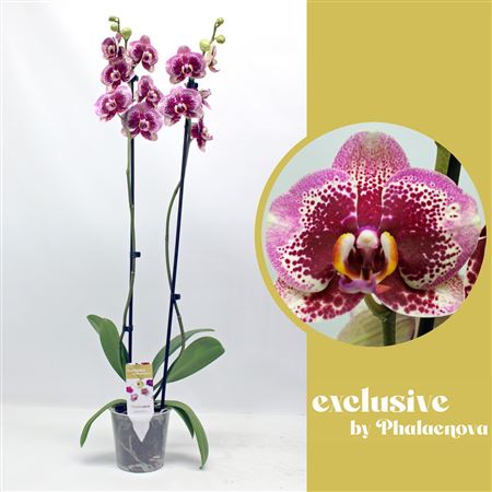 Phal 2st Dream Diamond 14+ (phalaenova)