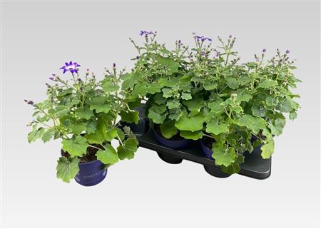 Senetti Violet Bicolor (pericallis Cruentus)