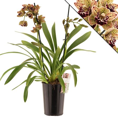 Cymb Cascade 2st Magic Vogel