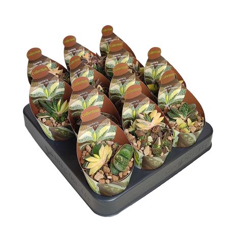 Gasteria Verrucosa Variegata Potcover