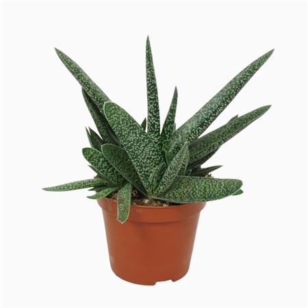 Gasteria Verrucosa
