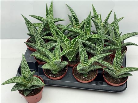 Aloe Varieagata