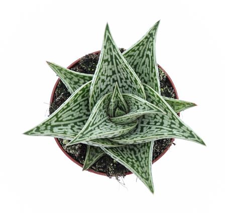 Aloe Variegata Tribal