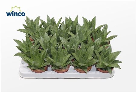 Aloe D Tiga