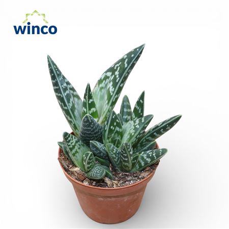 Aloe Variegata (group)