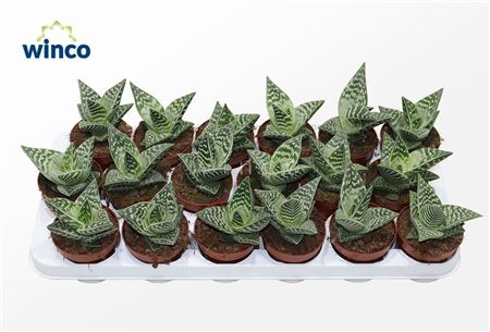 Aloe Variegata Compacta