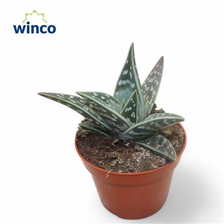 Aloe Variagata
