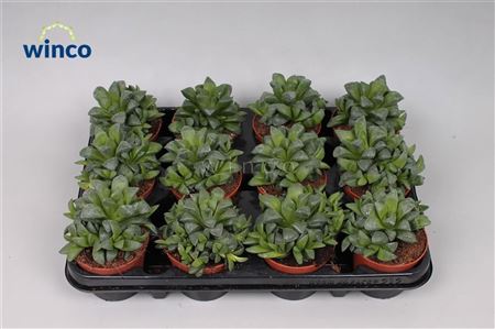 Haworthia Retusa Ssp.