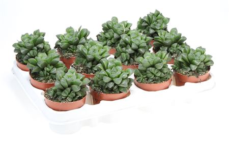 Haworthia Retusa