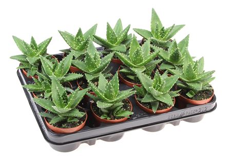 Aloe Brevifolia