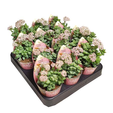 Crassula Rupestris Potcover