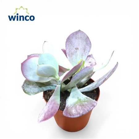 Cotyledon Ssp.(pink Leaf).