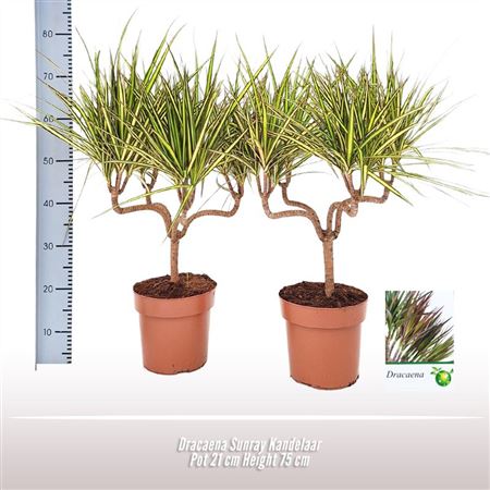 Dracaena Sunray Candlestick