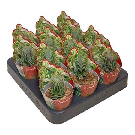 Crassula Buddhas Temple Potcover