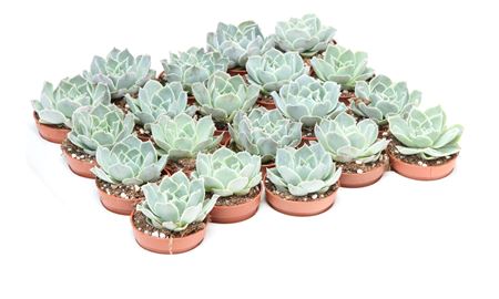 Echeveria Cuspidata