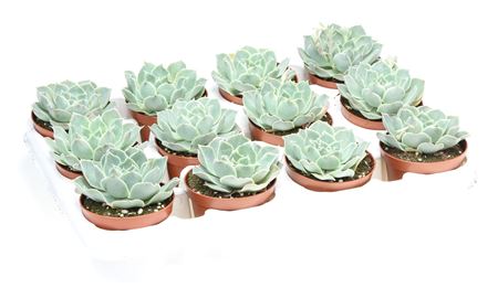 Echeveria Cuspidata
