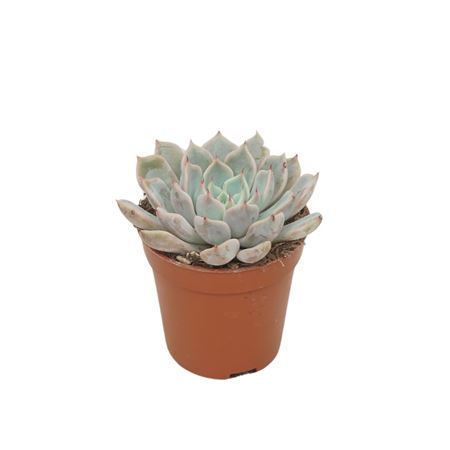 Echeveria Texensis Rosa