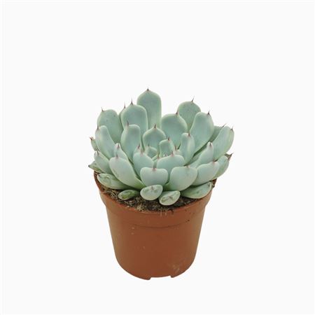 Echeveria Texensis 5,5 Cm