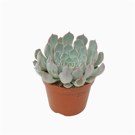 Echeveria Texensis Rosa