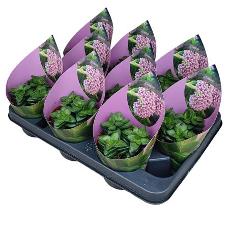 Crassula Springtime Potcover.