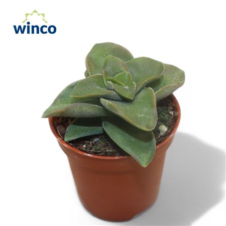 Crassula Springtime