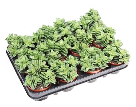Crassula Springtime