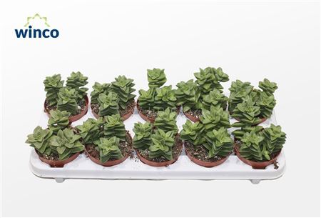 Crassula Springtime
