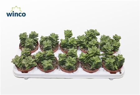 Crassula Springtime