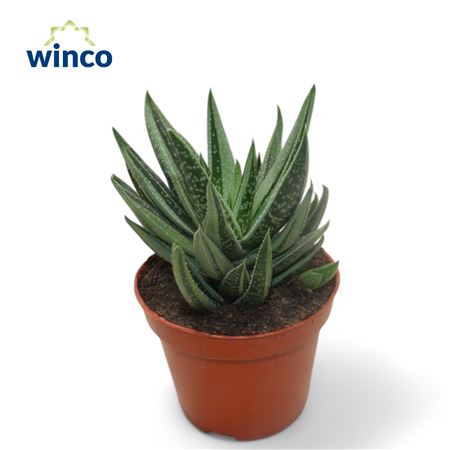 Gasteraloe Variagata