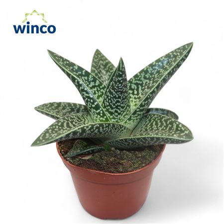 Aloe Aveo