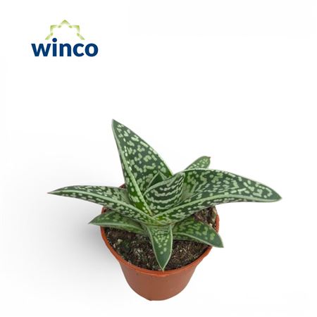 Aloe Aveo