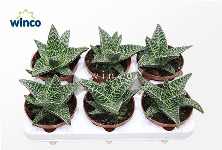 Aloe Aveo