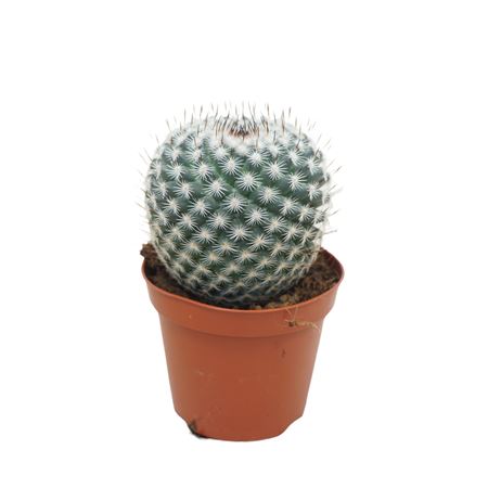 Mammillaria Albata 8,5 Cm