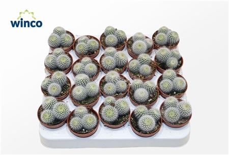 Notocactus Scopa (group)