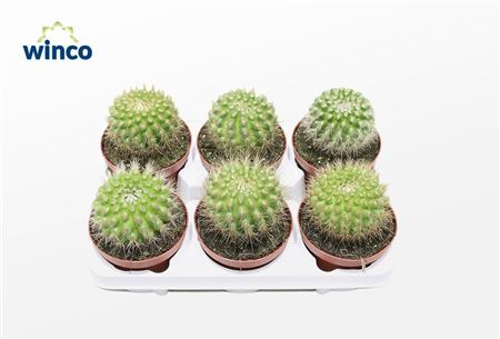 Parodia Penicillata