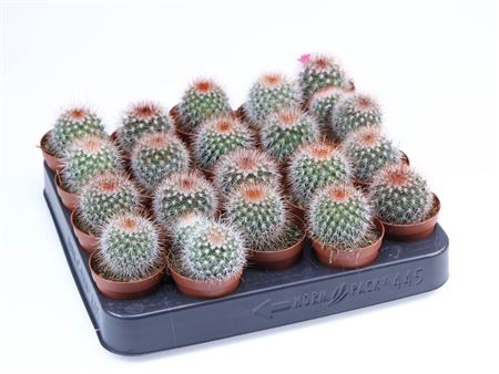 Mammillaria Spinosissima