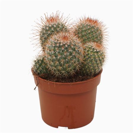 Mammillaria Spinosissima