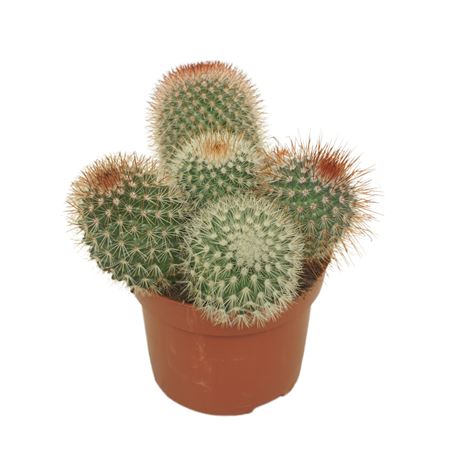 Mammillaria Spinosissima