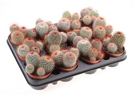 Mammillaria Spinosissima