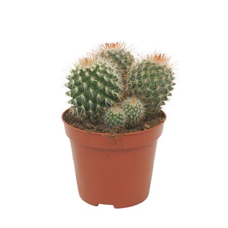 Mammillaria Spinosissima