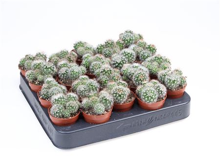 Mammillaria Spinosissima