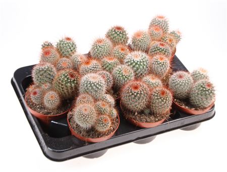 Mammillaria Spinosissima
