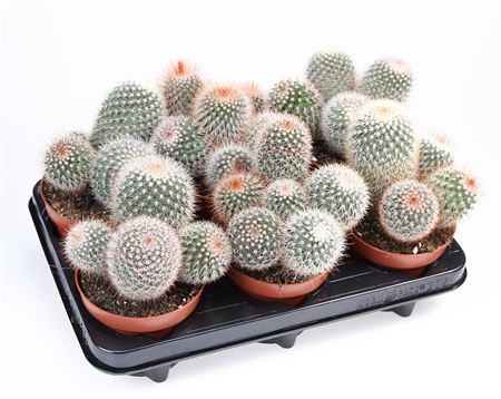 Mammillaria Spinosissima